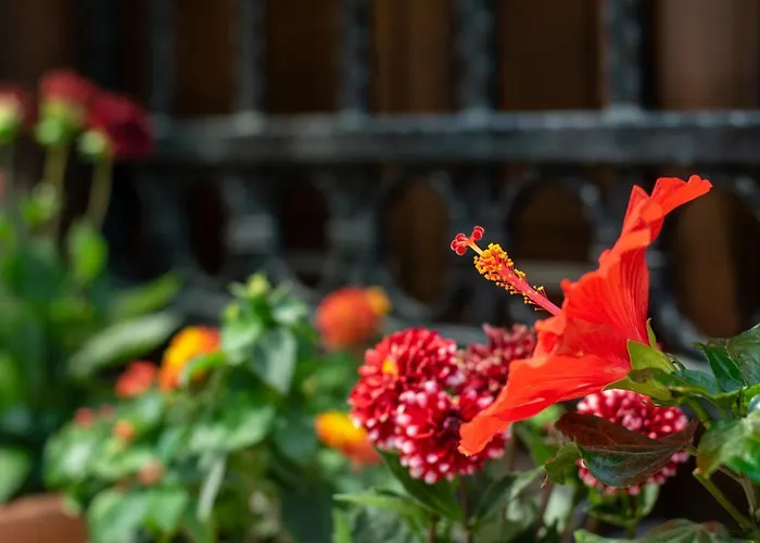 Flores